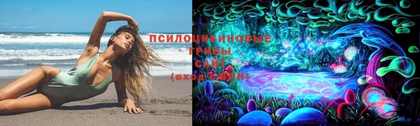прущие грибы Горняк