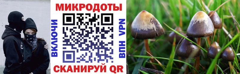 Галлюциногенные грибы прущие грибы Александровское